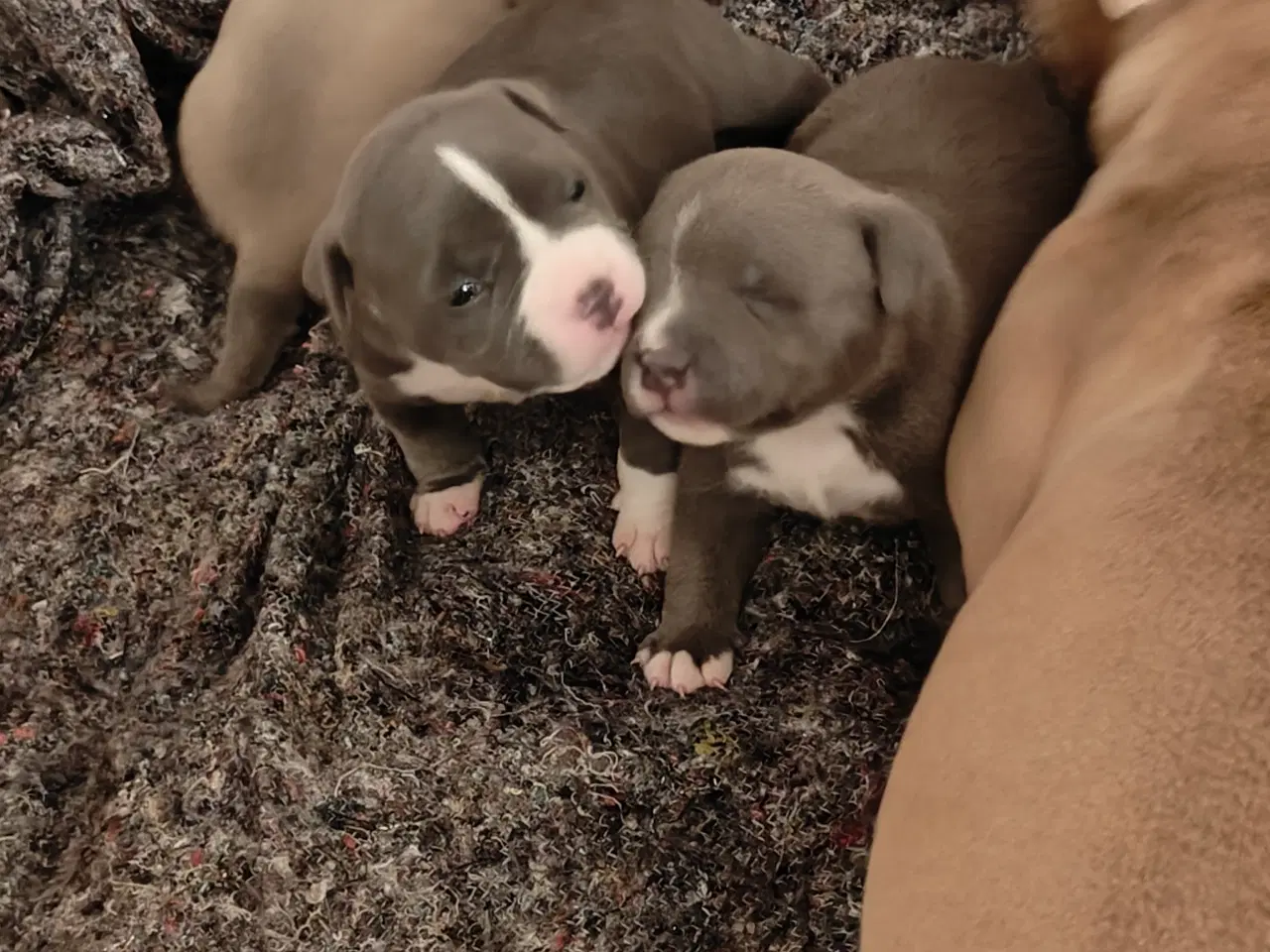 Billede 16 - American Bully hvalpe. 