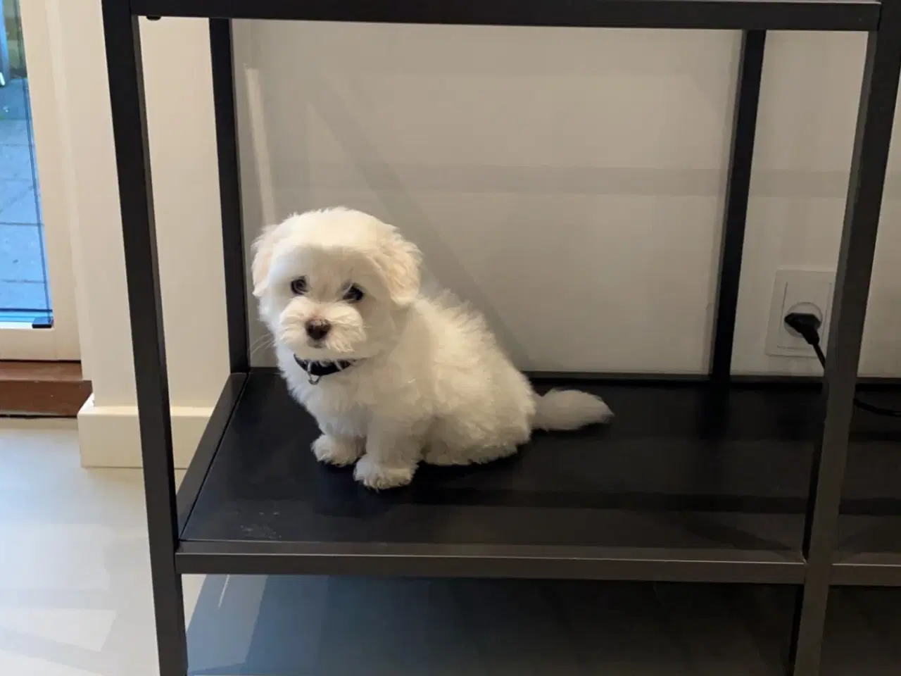 Billede 5 - Coton de tulear Huxi tilbydes til avl