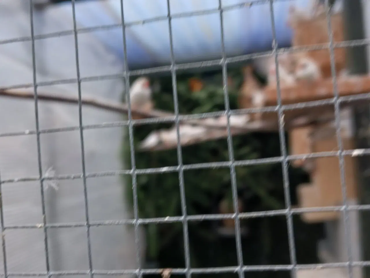 Billede 1 - Hvide zebra finker 