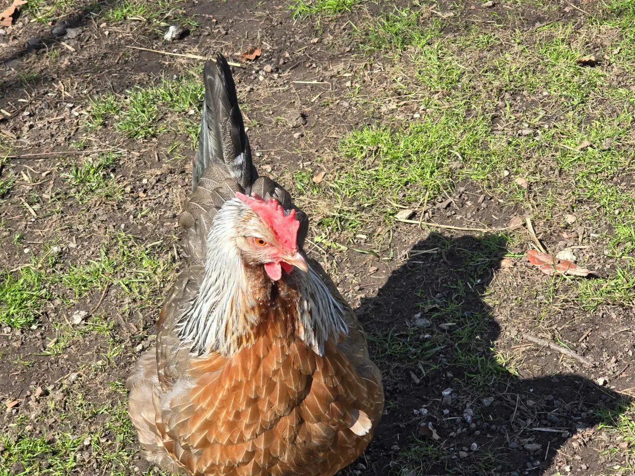 Billede 3 - Høns Dorking
