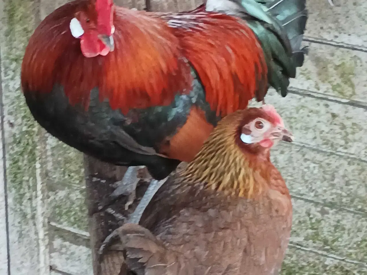 Billede 1 - Danske landhøns dværg 