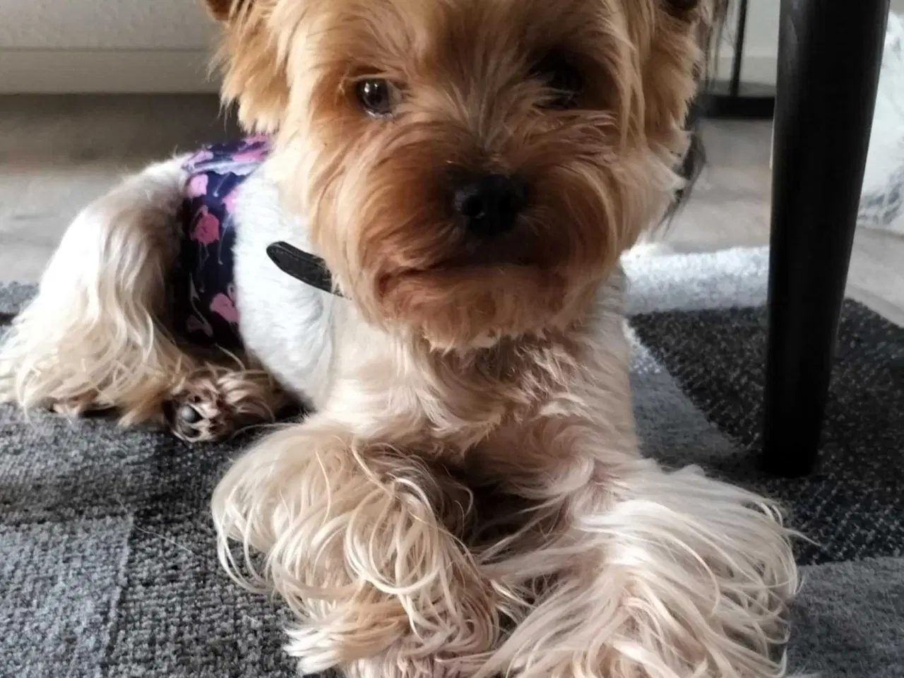 Billede 10 - Yorkshire Terrier hvalpe 
