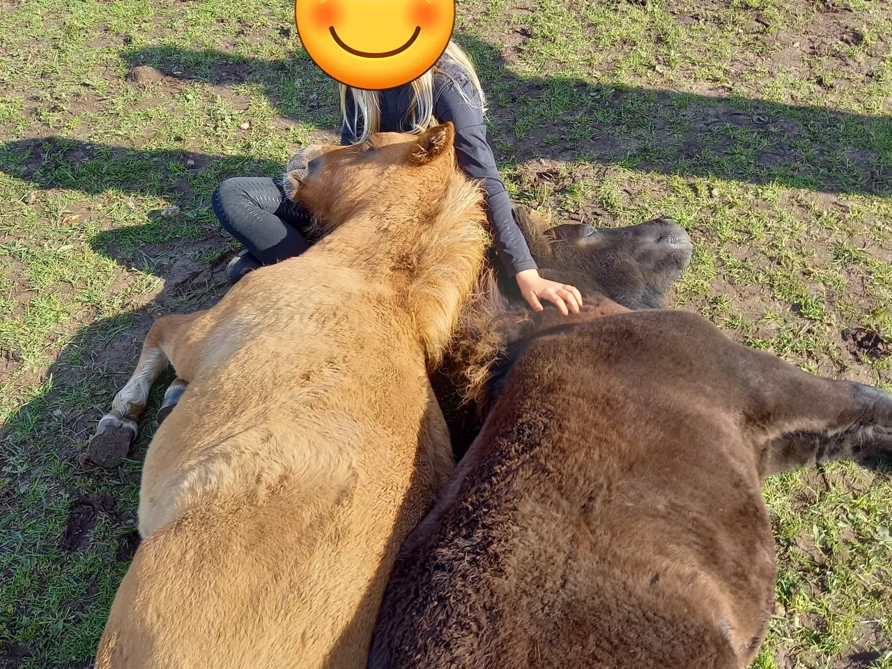 Billede 2 - 2 dejlige shetlænder føl