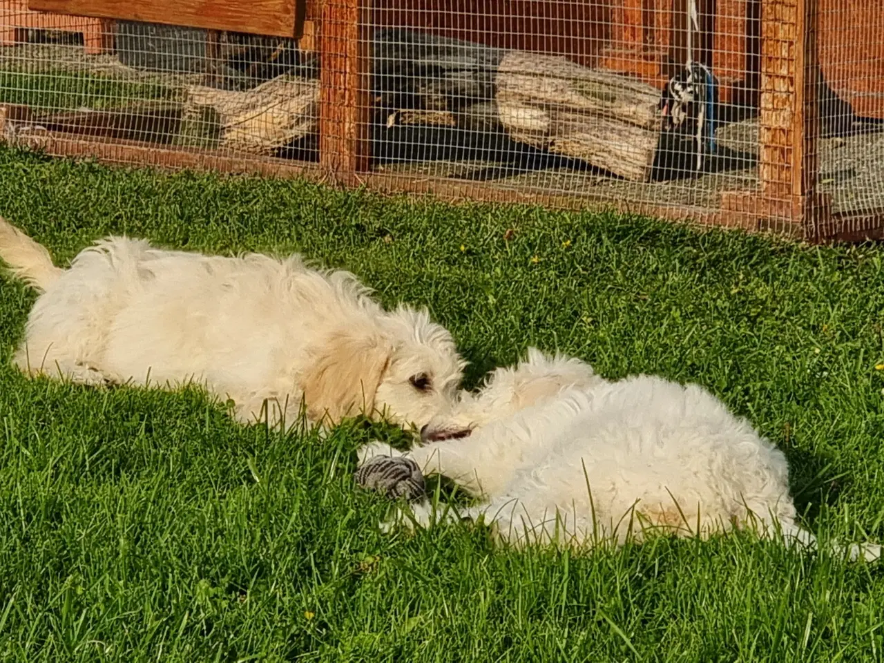 Billede 10 - skønheder Golden doodle hvalpe