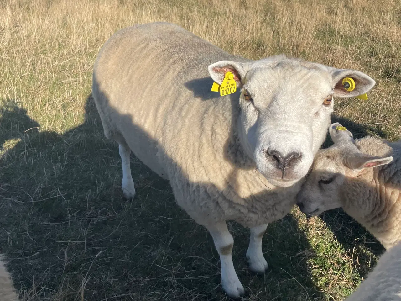 Billede 2 - Texel får og vædder