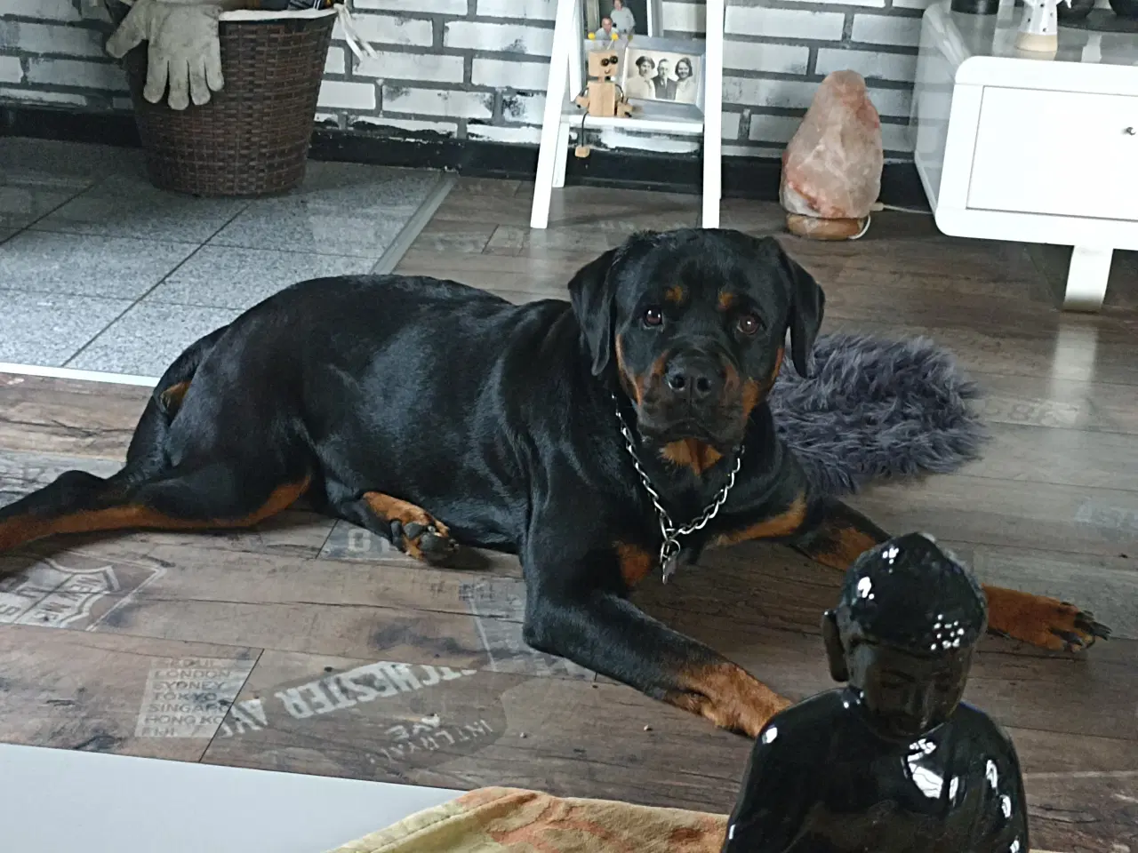 Billede 11 - Ægte Rottweiler hvalpe 