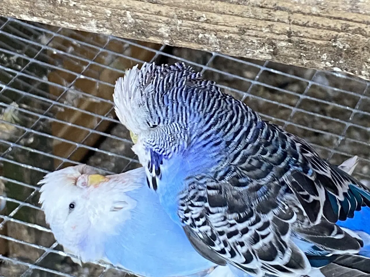 Billede 16 - Kanariefugl 