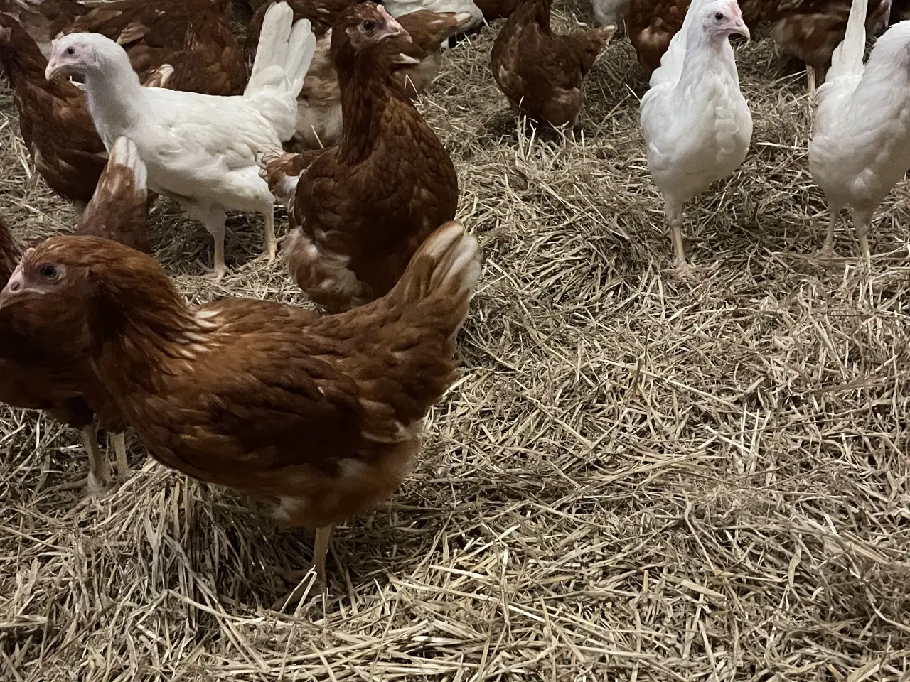 Billede 1 - Fri land Hønniker  2026 