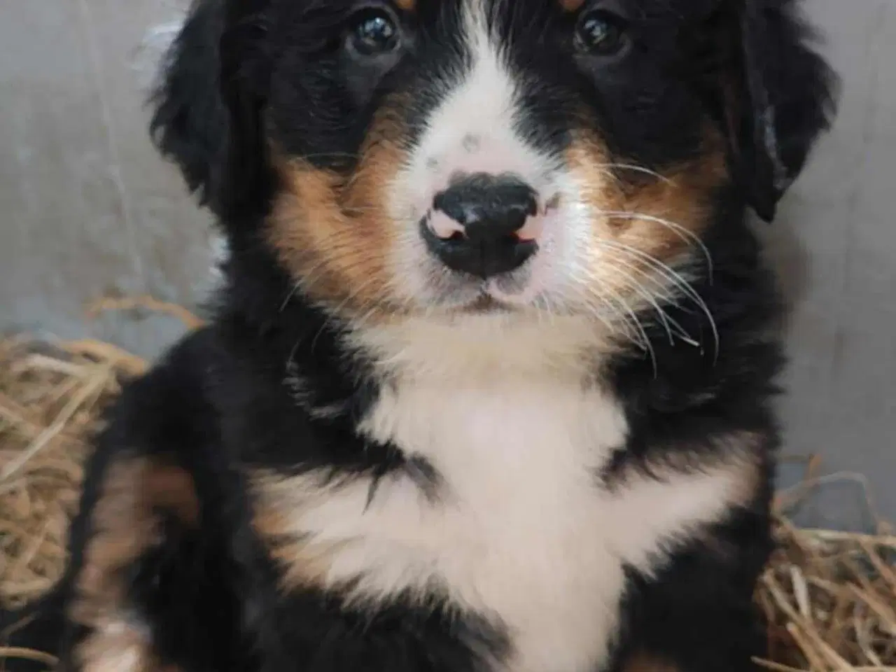 Billede 1 - Dejlige Berner Sennen bamser 
