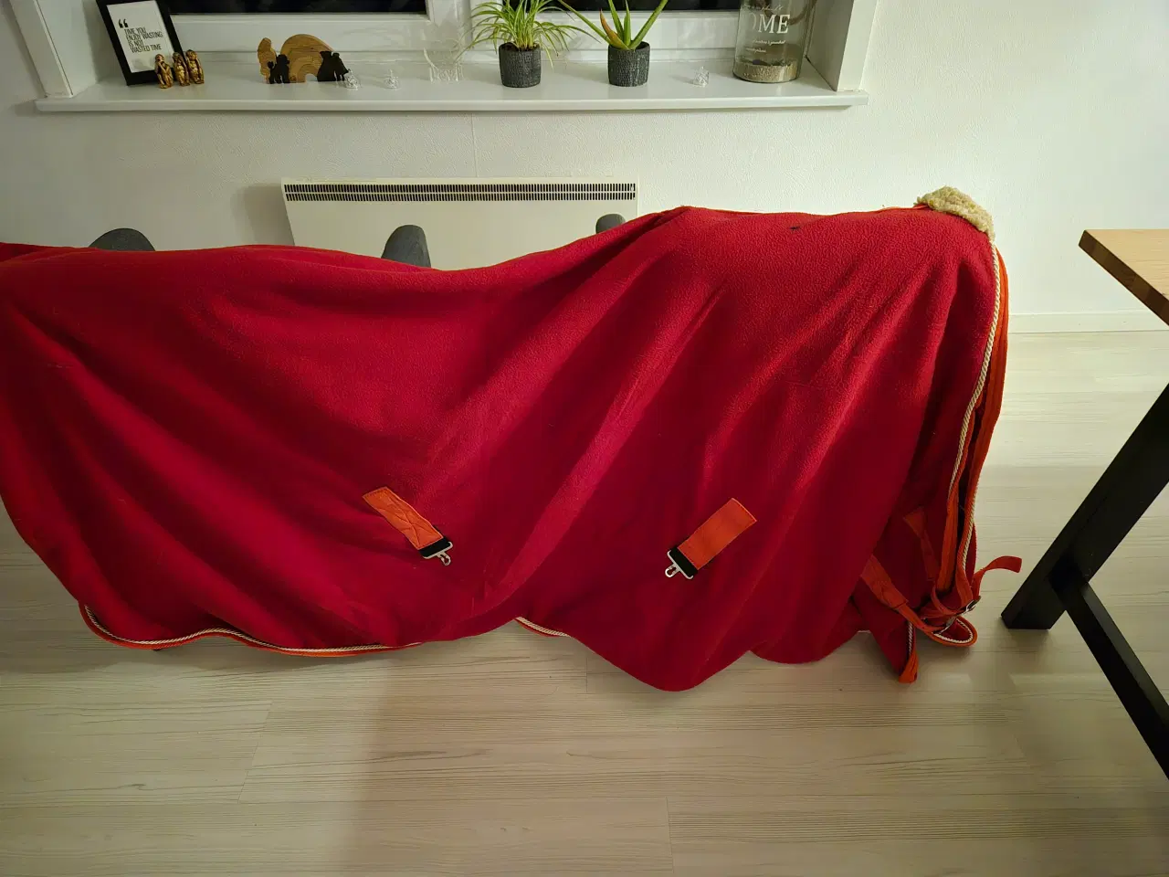 Billede 8 - Alt nyt til hesten