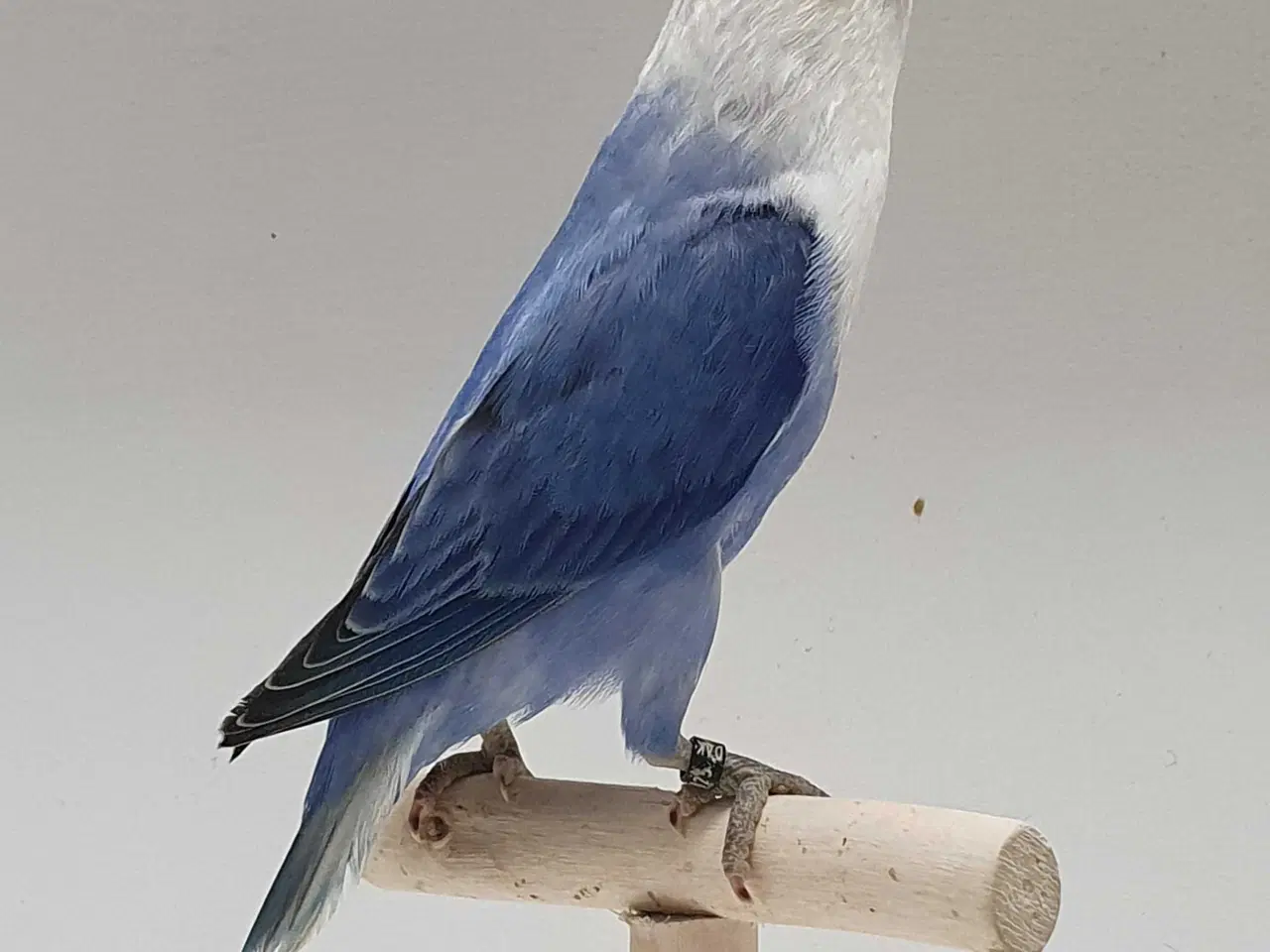 Billede 7 - Violblå Opaline Dværgpapegøje