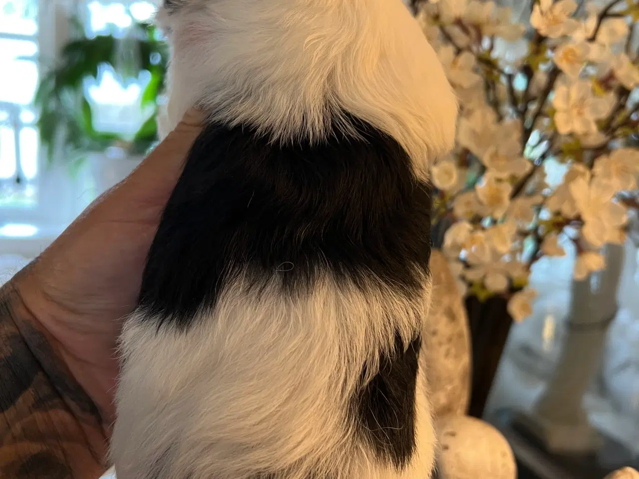 Billede 2 - Sødeste Bichon Havanais 