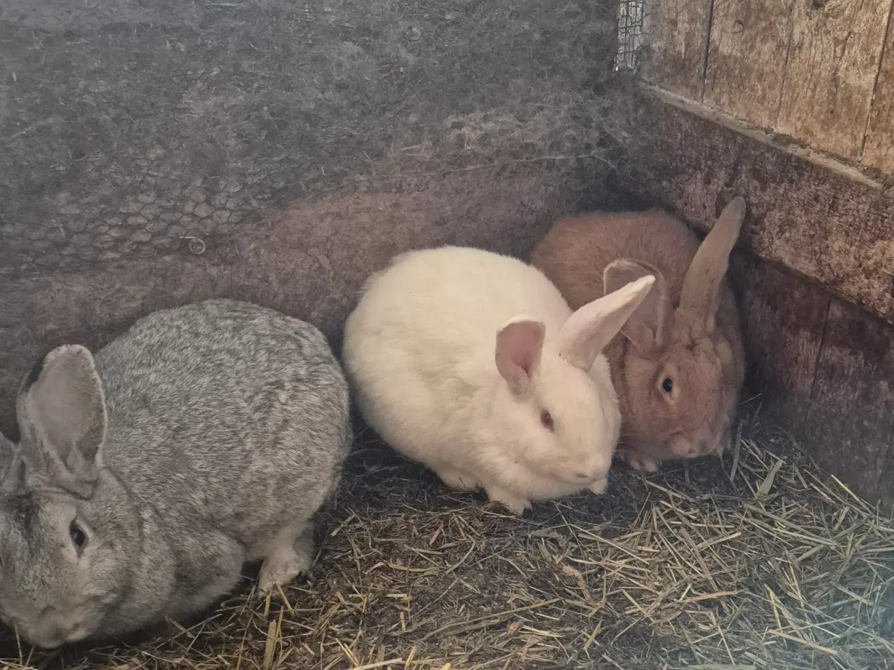 Billede 2 - Belgiske kæmper.