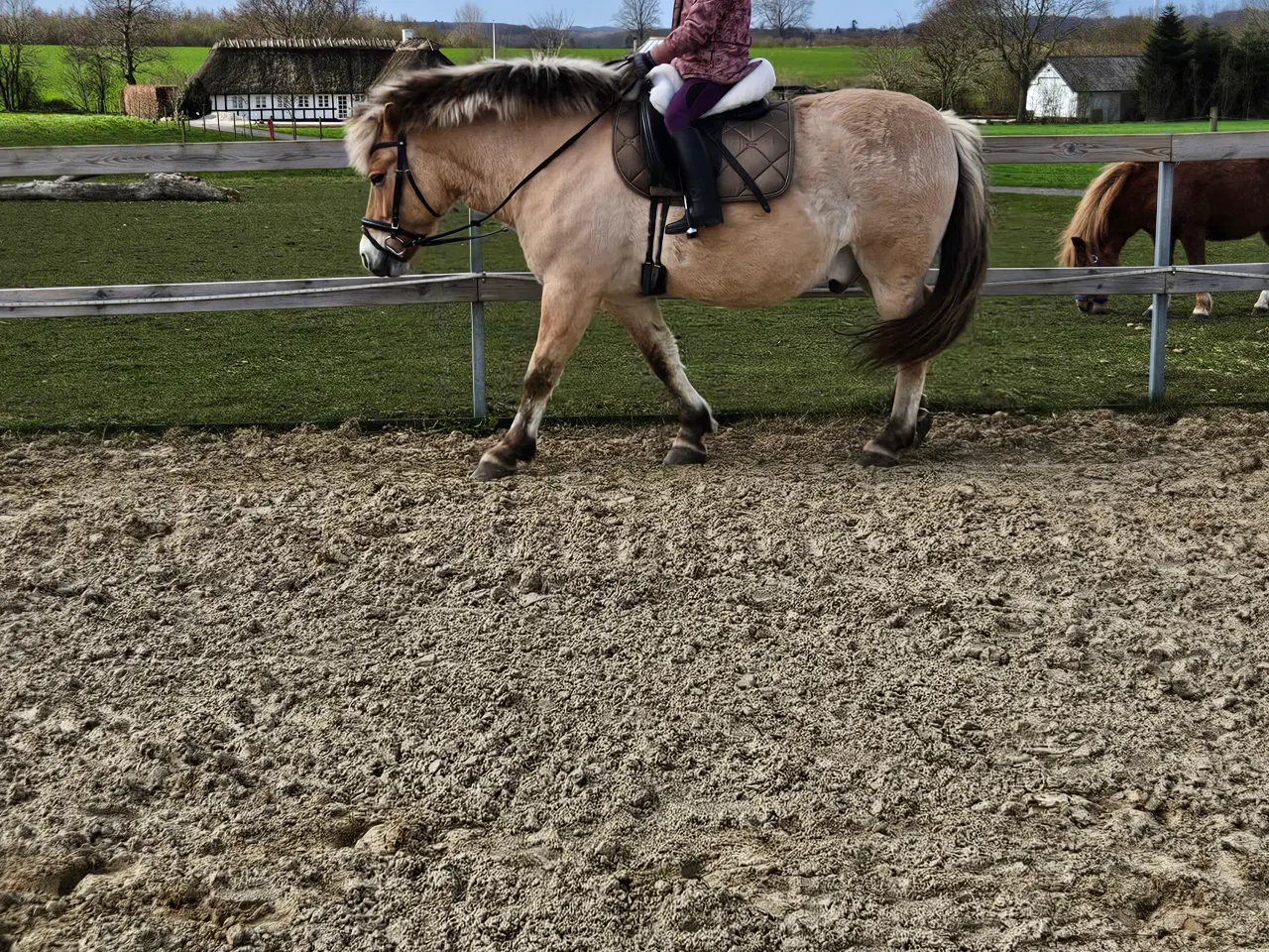 Billede 4 - Fjordhest/Nordbagger