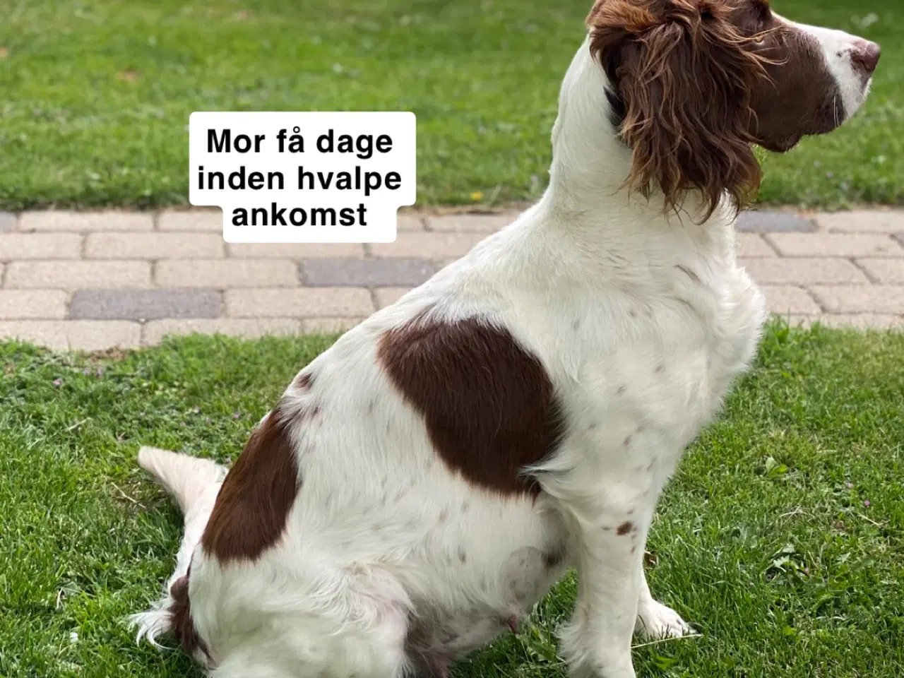 Billede 16 - FT Springer Spaniel hvalpe - klar til flyt 6 sep.