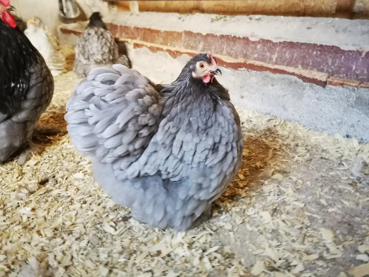 Billede 3 - Dværg kochin 