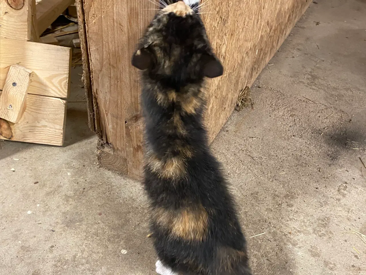 Billede 10 - Kattekillinger søger nyt hjem