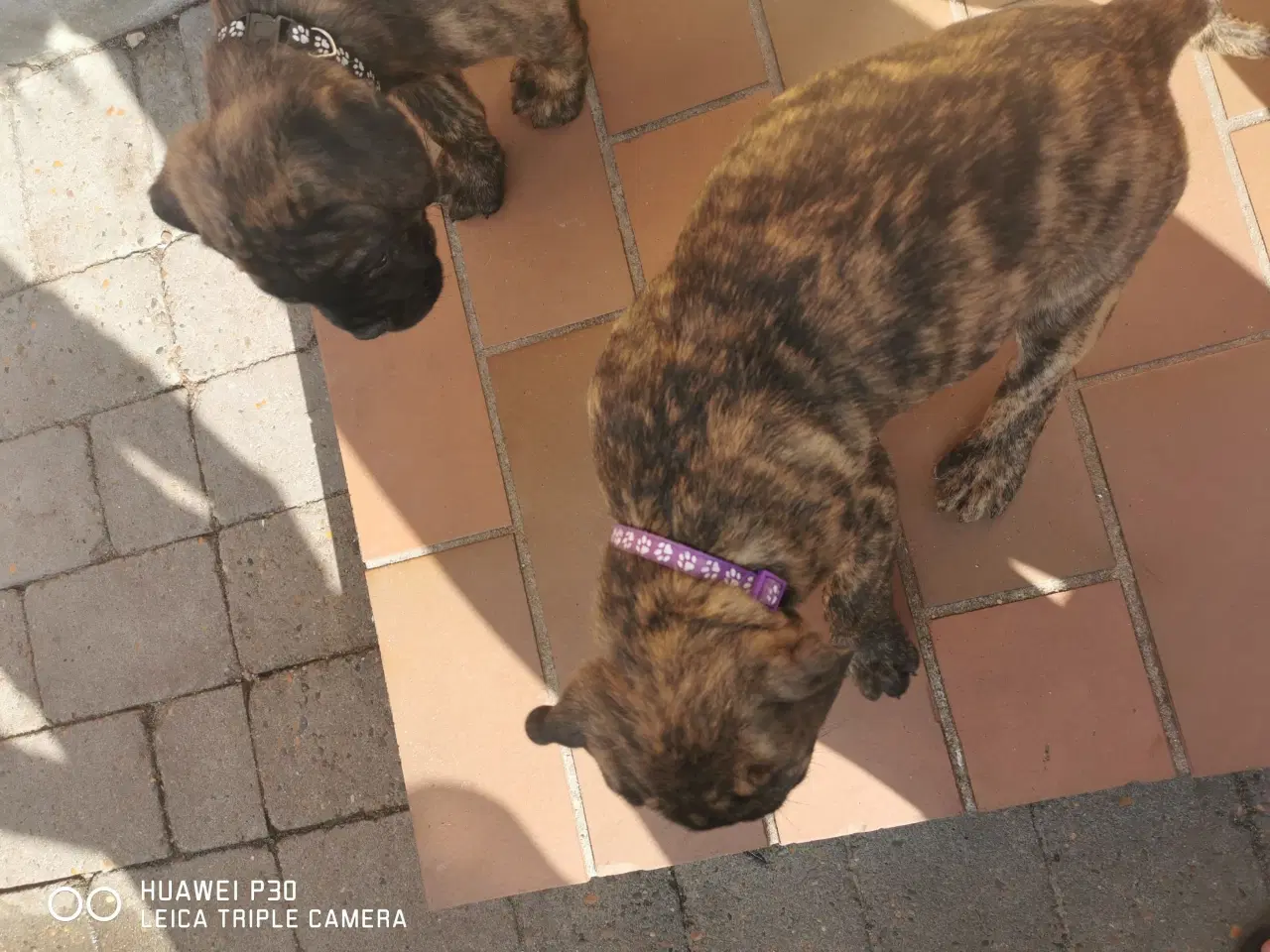 Billede 13 - Cane corso italiano VS boxer