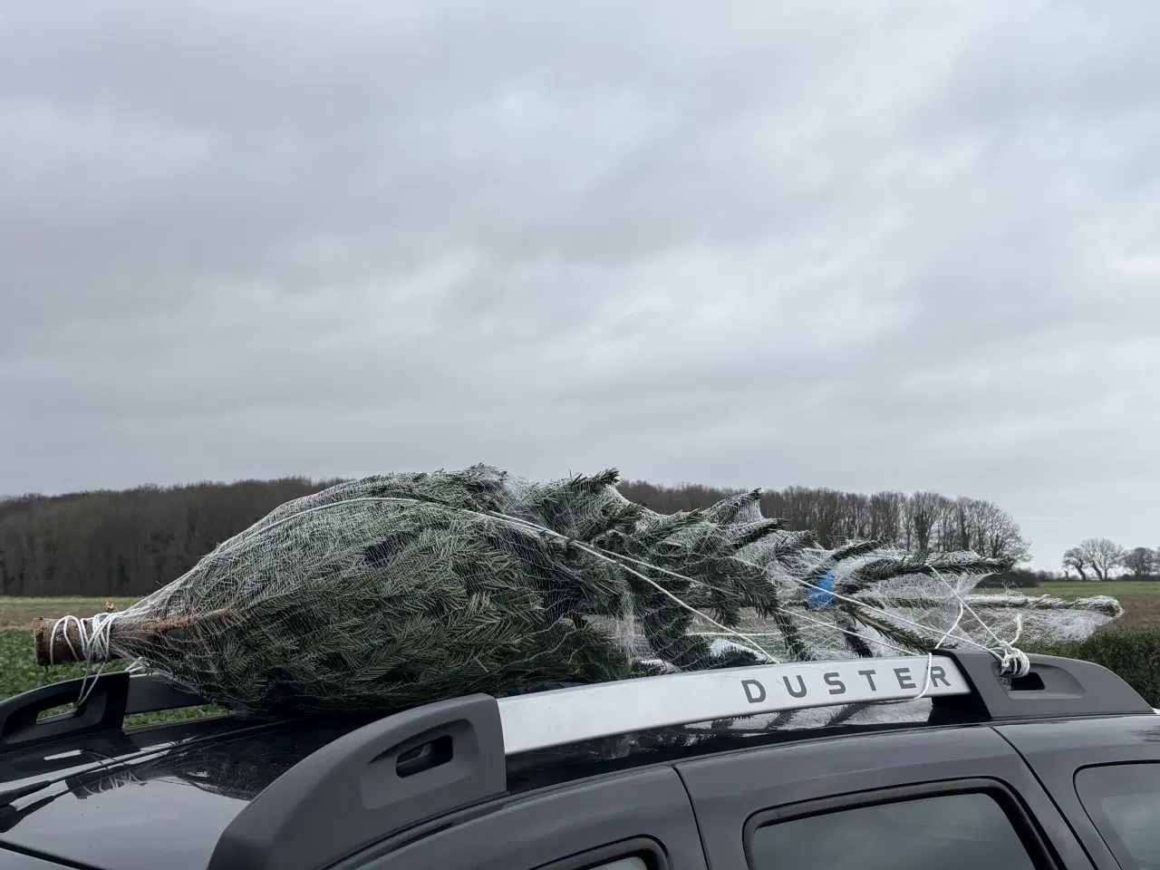 Billede 1 - Juletræ nordmannsgran