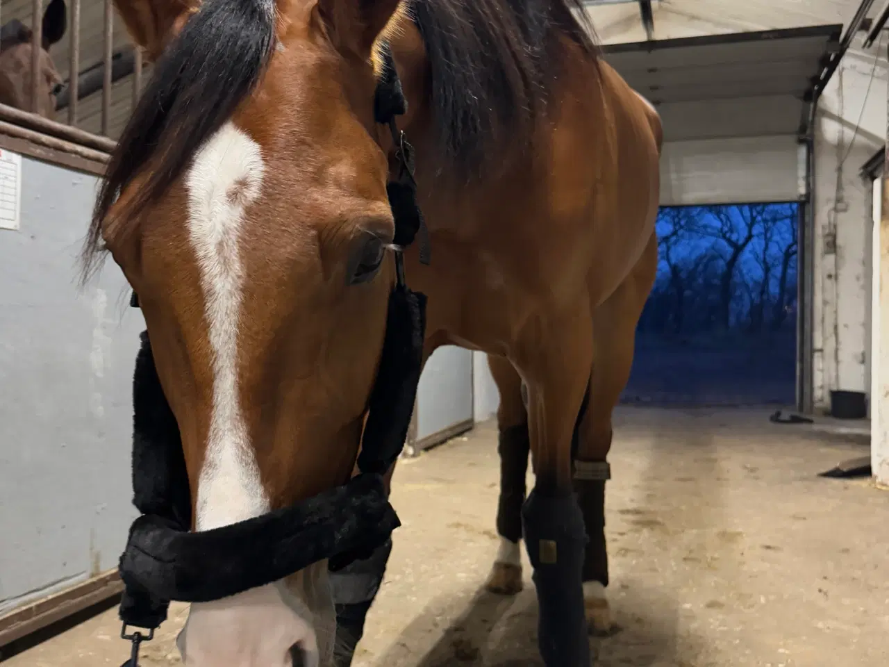 Billede 6 - Super sød & smuk 7 års vallak med massere gåpåmod 