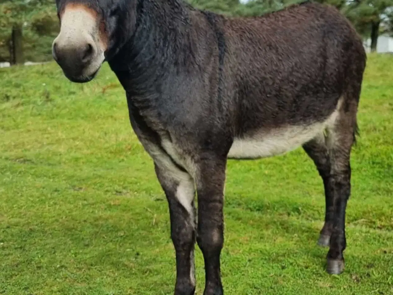 Billede 3 - Sødeste æsel hingst