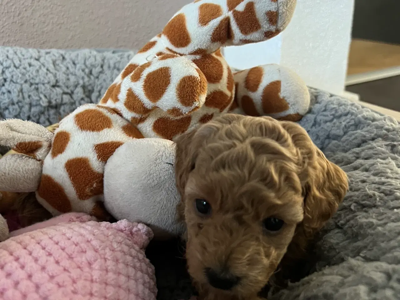 Billede 6 - 🐩 Små dværgpuddelhvalpe søger nye kærlige hjem 🏡