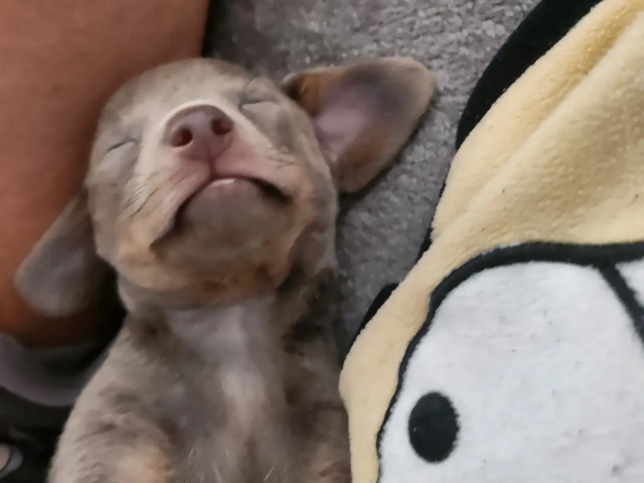 Billede 7 - Chiweenie hvalpe til salg – Chihuahua x gravehound