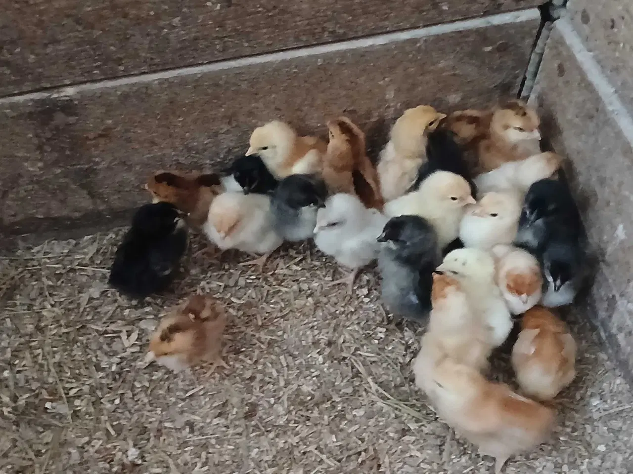 Billede 1 -  Kyllinger 1 uge pt