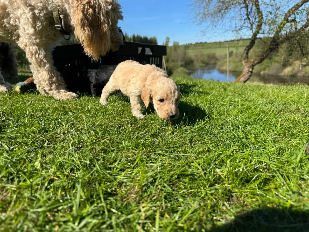 Billede 7 - Cockapoo / Cockerpoo / Doodle