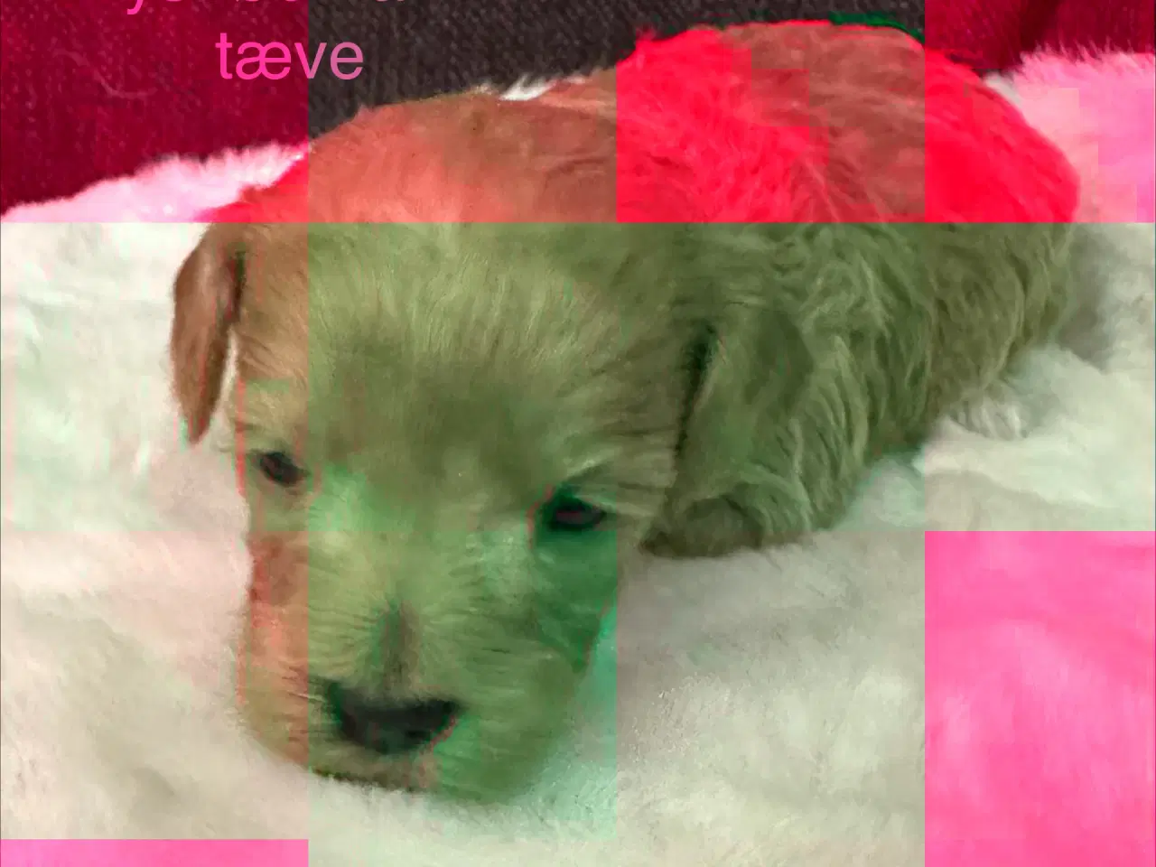 Billede 2 - Havapoo hvalpe