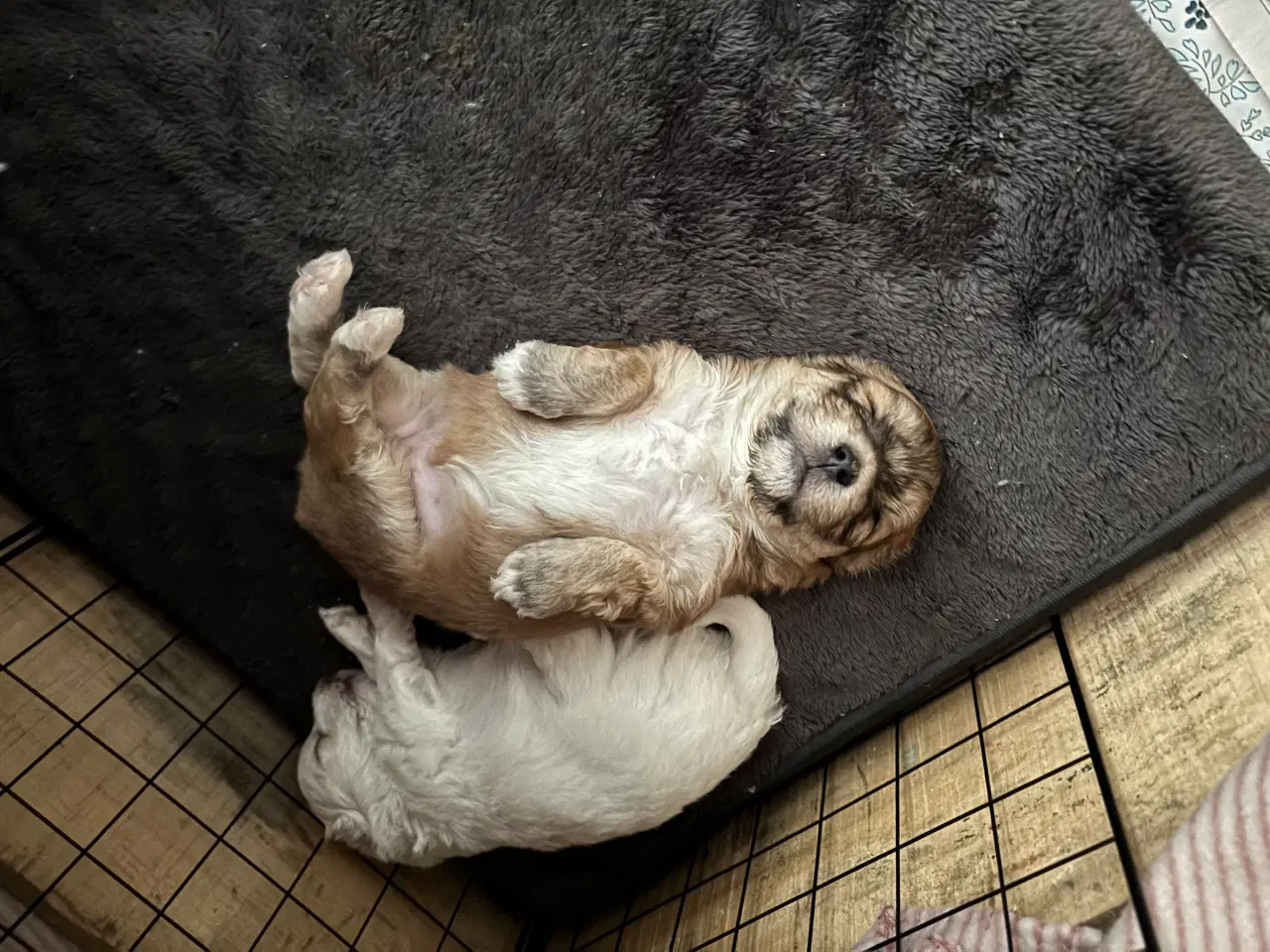 Billede 10 - Cottonpoo eller potton hvalpe
