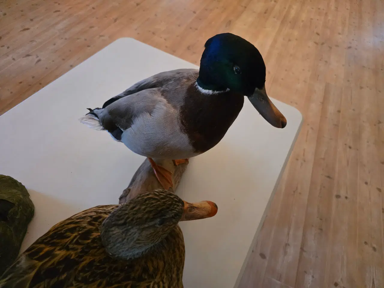 Billede 2 - Svømmeænder sælges samlet eller hver for sig