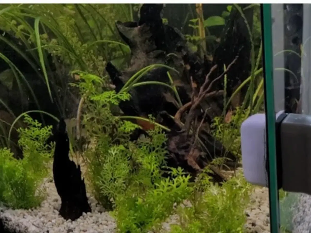 Billede 3 - Juwel akvarie 180l