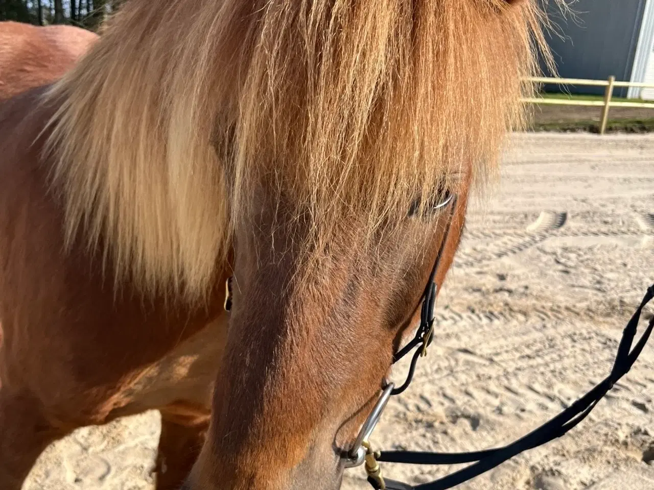 Billede 3 - Smuk og alsidig islænderhoppe