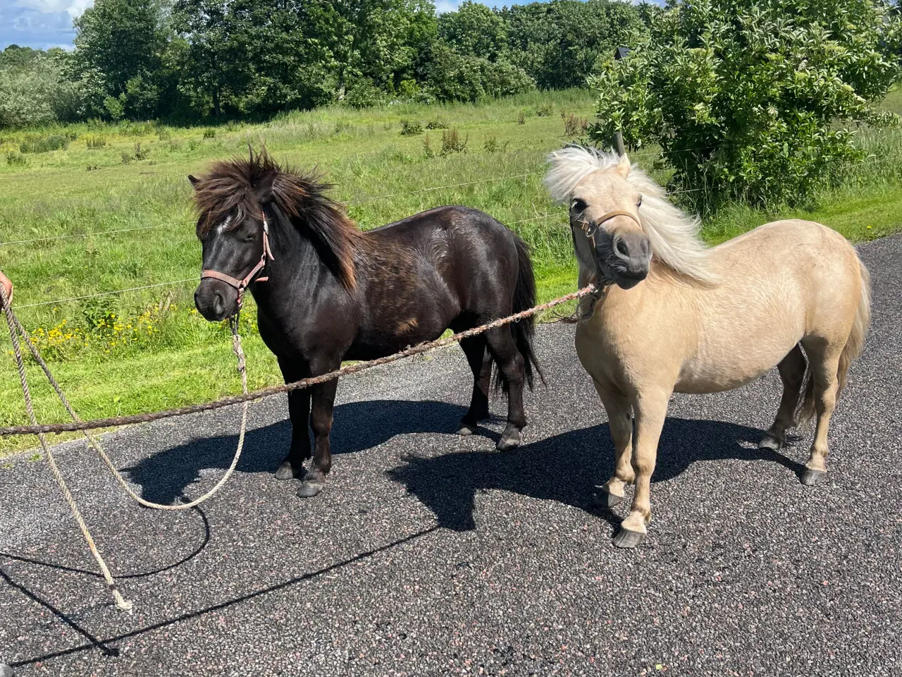 Billede 2 - Sjætlands pony 