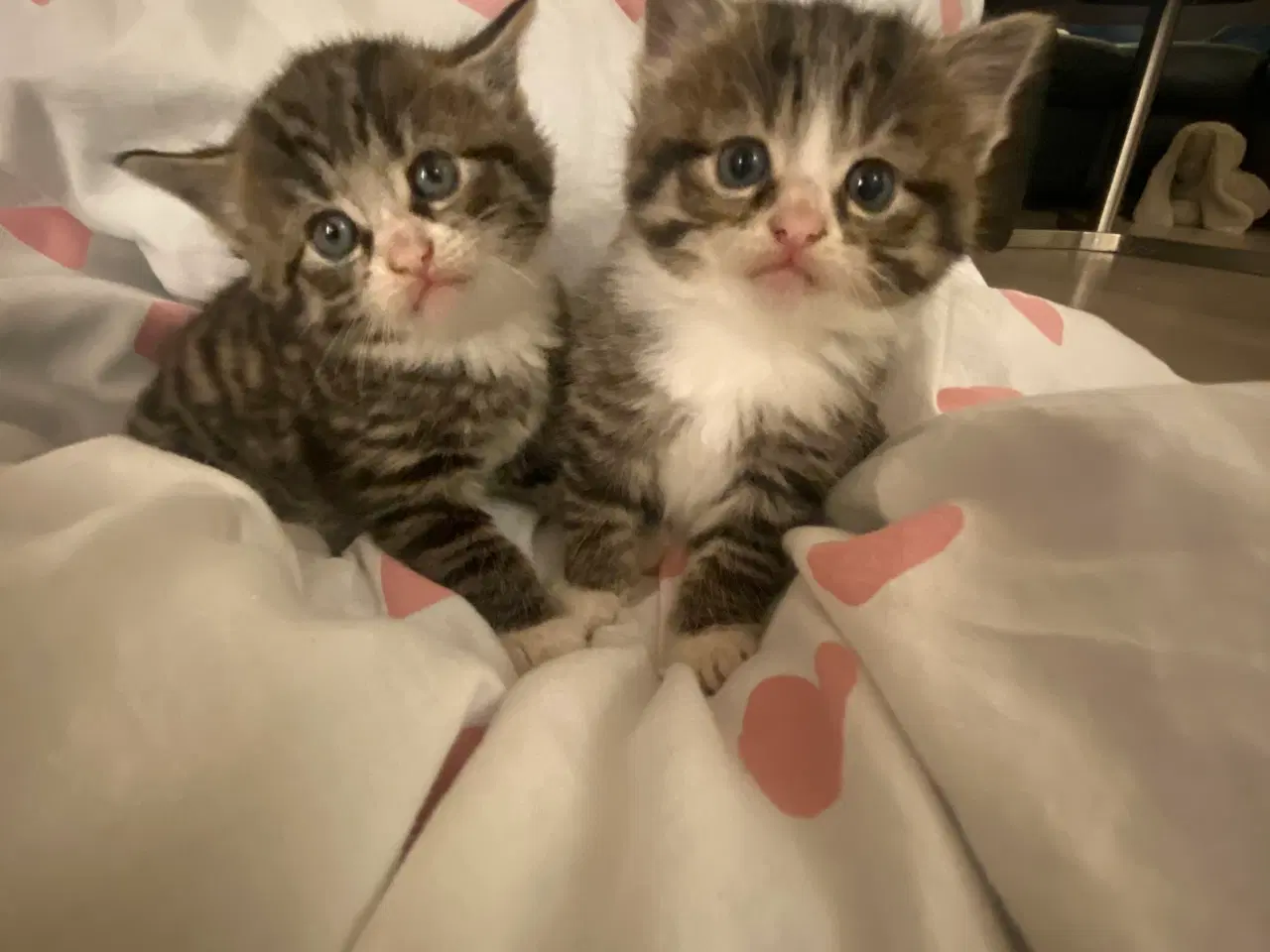 Billede 2 - Kattekillinger 