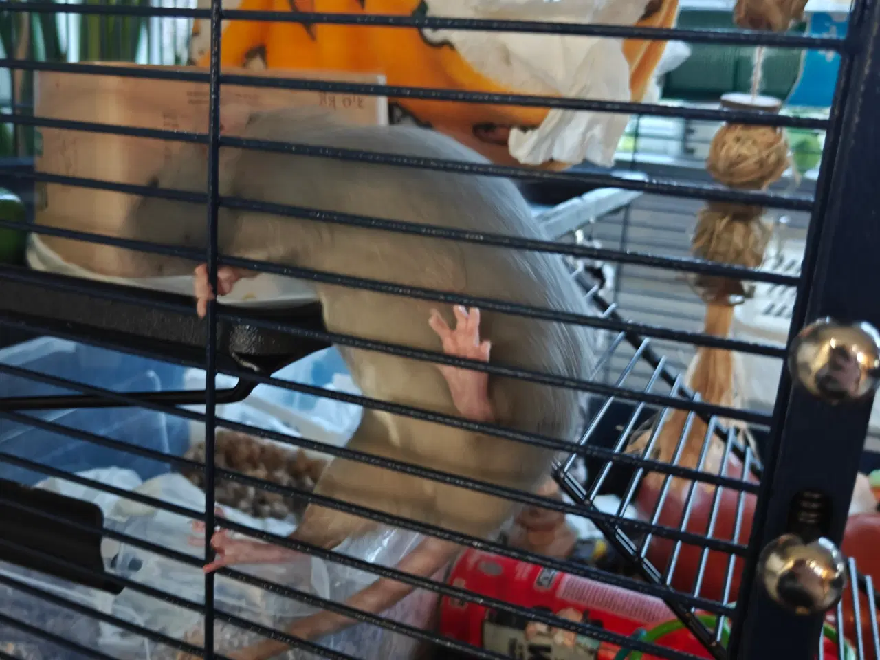 Billede 10 - Rotte piger søger nyt hjem 