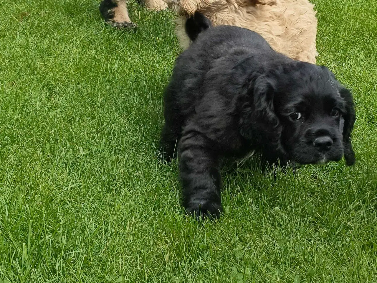 Billede 2 - Drenge hvalpe