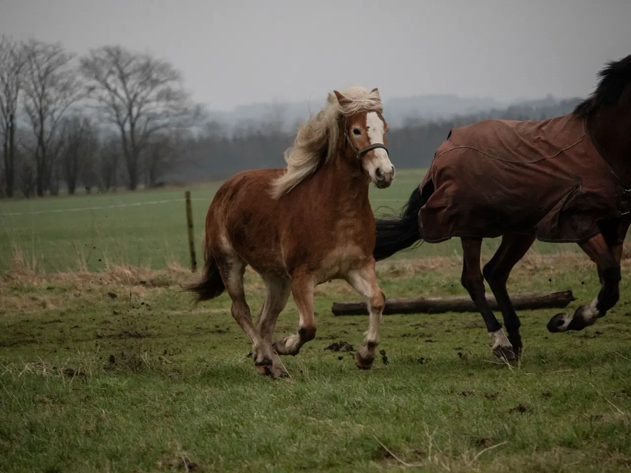 Billede 5 - Haflinger hoppe 3 år sælges