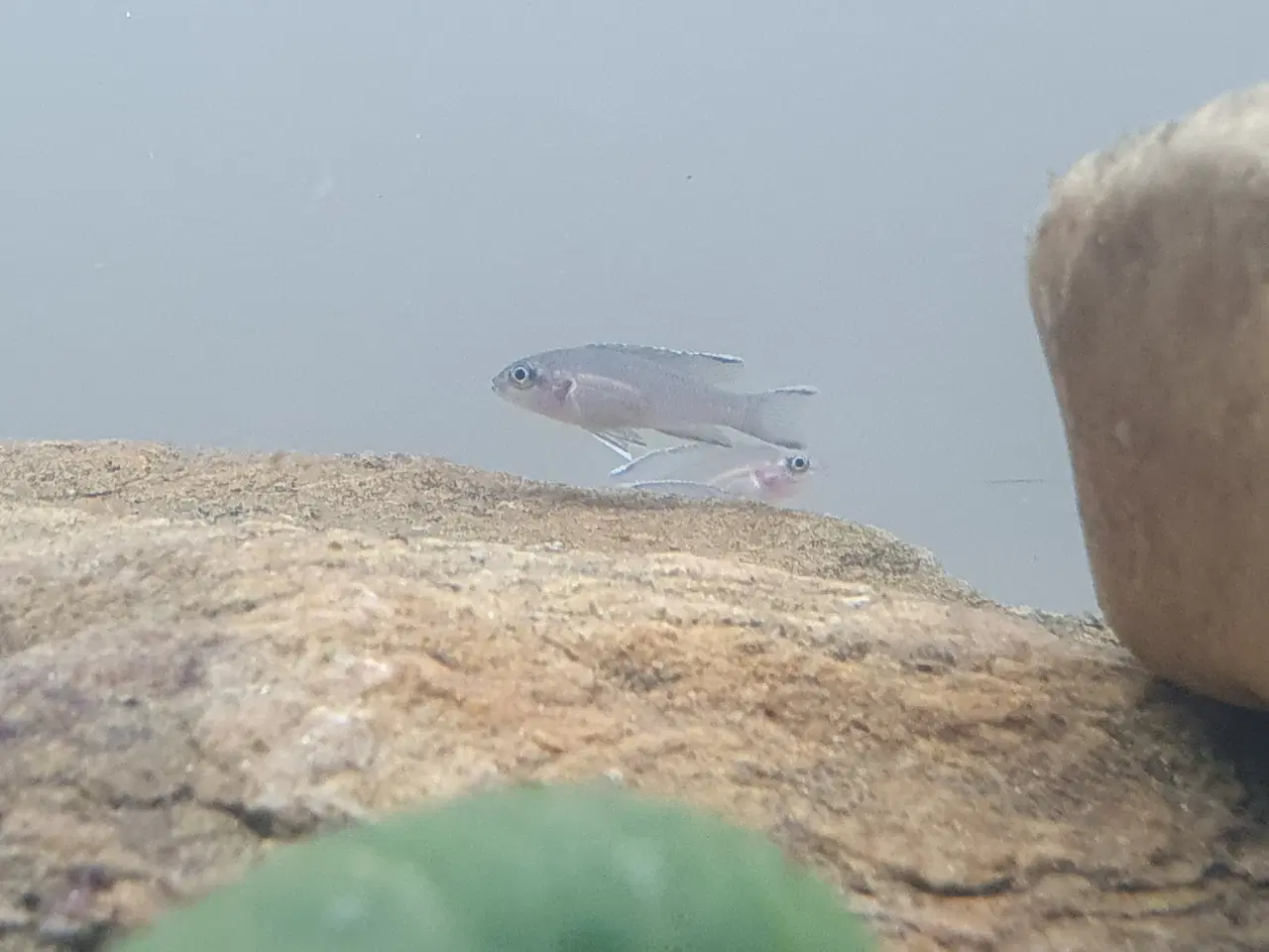 Billede 13 - Prinsessecichlider (Neolamprologus brichardi)