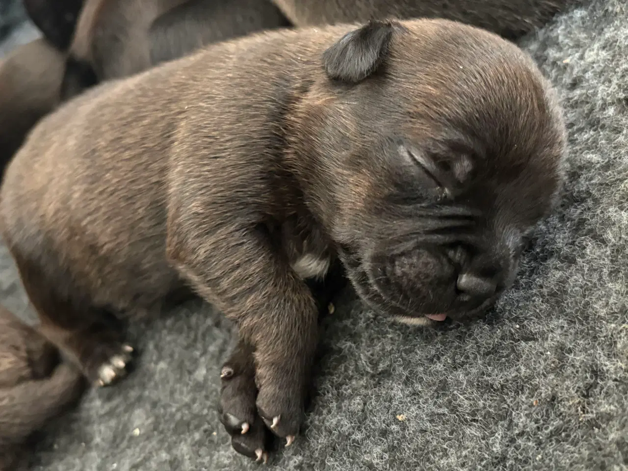 Billede 4 - Staffordshire Bullterrier med stamtavle