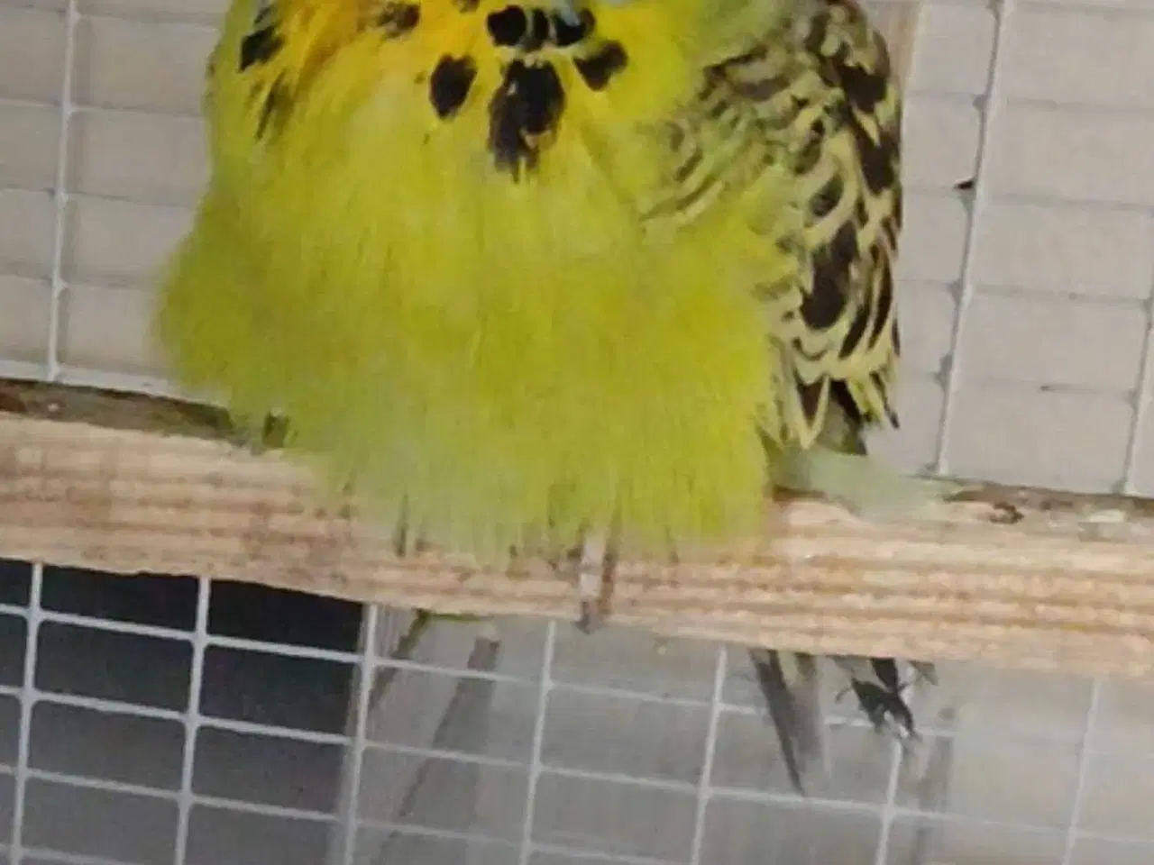 Billede 6 - Engelsk undulat hun, håndvandt