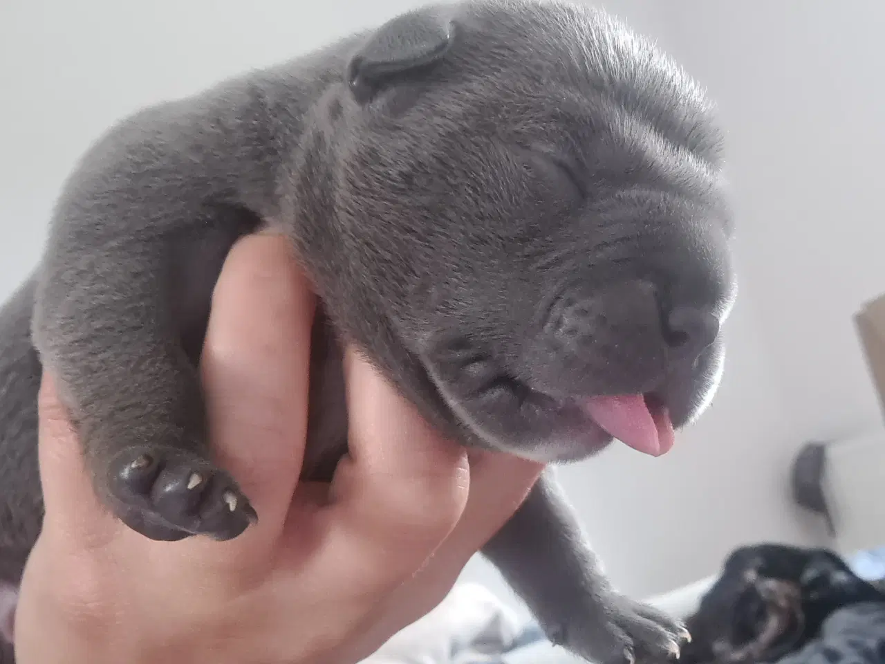 Billede 13 - Blu Dreng Abkc American Bully 