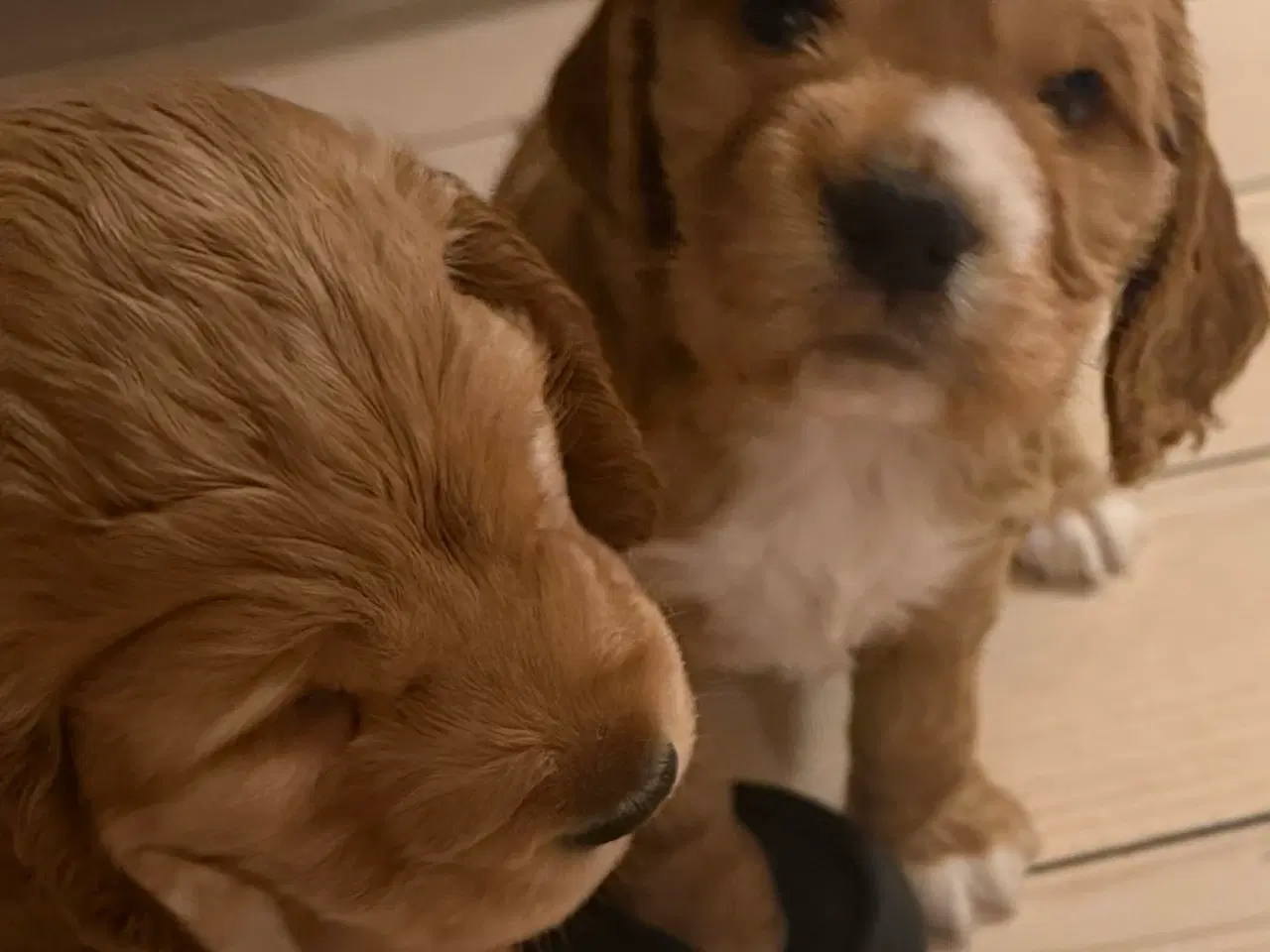 Billede 3 - Engelsk cockerspaniel 