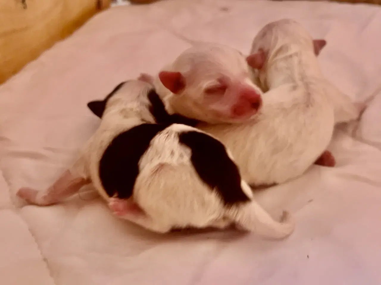 Billede 11 - Små allergivenlige blandingshvalpe