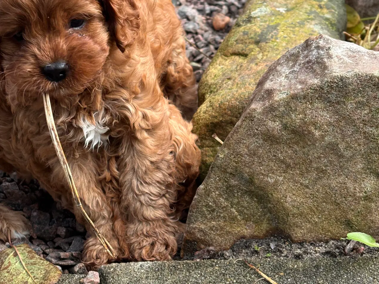 Billede 3 - Skønne Cavapoo hvalpe 