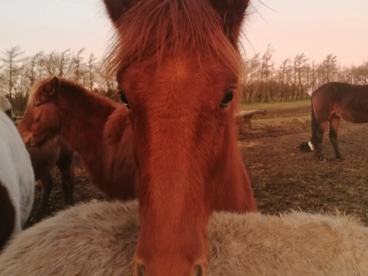 Billede 6 - Pinto islænder blending