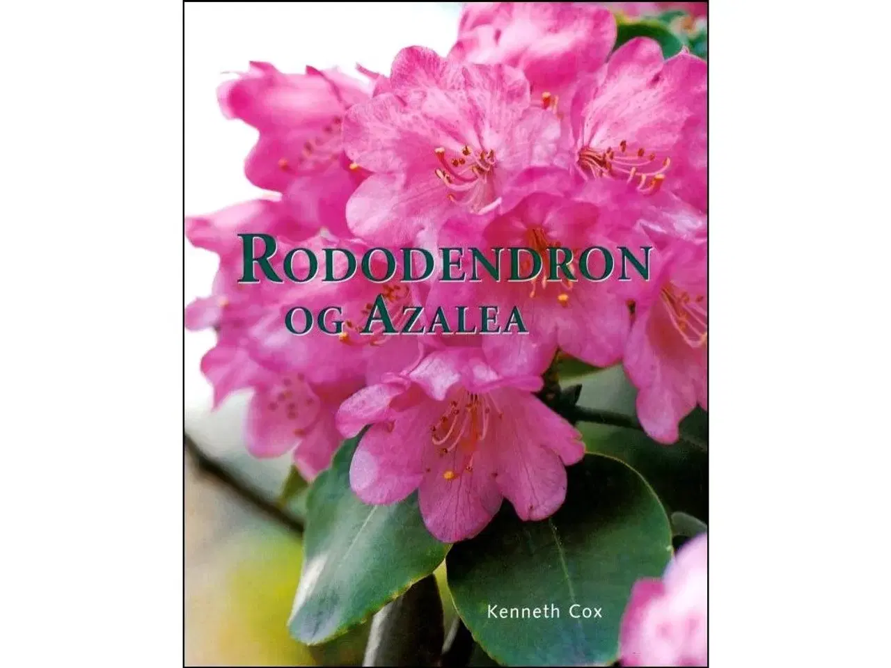 Billede 1 - Rododendron og Azalea