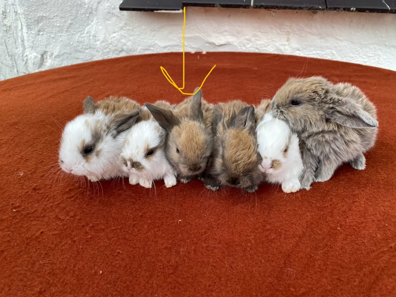 Billede 9 - Kælen og tam hun kanin