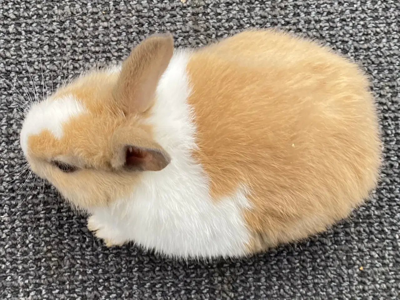 Billede 4 - HOLLÆNDER HAN MADAGASCAR